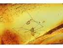 Rare long-legged spider. Fossil inclusion in Baltic amber #14488
