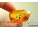 Rare long-legged spider. Fossil inclusion in Baltic amber #14488