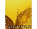 Action! Spider Araneae with Parasitic Worm Nemotoda. Fossil inclusion Baltic amber #14489