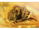 Spider Araneae. Fossil inclusion Ukrainian Rovno amber stone #14490R