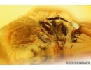 Spider Araneae. Fossil inclusion Ukrainian Rovno amber stone #14490R