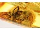 Spider Araneae. Fossil inclusion Ukrainian Rovno amber stone #14490R
