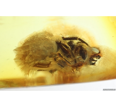 Spider Araneae. Fossil inclusion Ukrainian Rovno amber stone #14490R