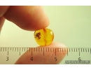 Jumping Spider Salticidae. Fossil inclusion in Baltic amber #14491