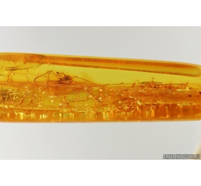 Harvestman Opiliones. Fossil inclusion in Baltic amber #14492