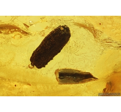  Two Plants. Fossil inclusions in Baltic amber #14493