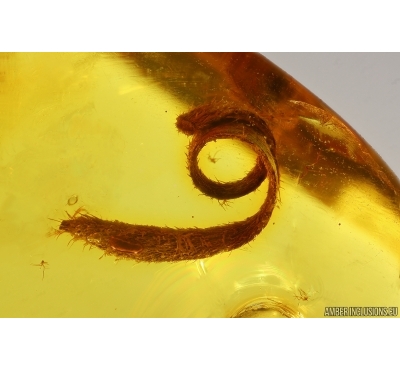 Nice Leaf. Fossil inclusion in Baltic amber stone #14494