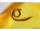 Nice Leaf. Fossil inclusion in Baltic amber stone #14494