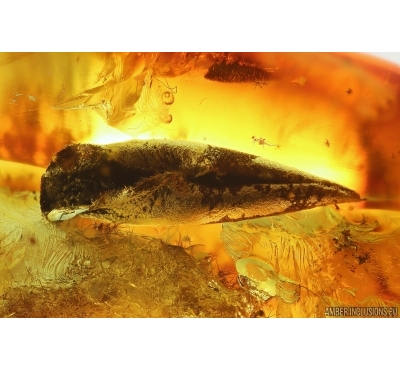 Two Nice Leaves and more. Fossil inclusions in Ukrainian Rovno amber stone #14495R