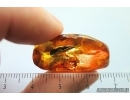 Two Nice Leaves and more. Fossil inclusions in Ukrainian Rovno amber stone #14495R