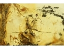 Thuja, Ant Hymenoptera, Harvestman Opiliones and More. Fossil inclusions in Ukrainian Rovno amber #14496R