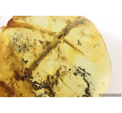Thuja, Ant Hymenoptera, Harvestman Opiliones and More. Fossil inclusions in Ukrainian Rovno amber #14496R