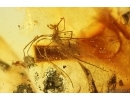 Thuja, Ant Hymenoptera, Harvestman Opiliones and More. Fossil inclusions in Ukrainian Rovno amber #14496R