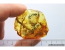Thuja, Ant Hymenoptera, Harvestman Opiliones and More. Fossil inclusions in Ukrainian Rovno amber #14496R