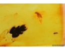 Thuja and More. Fossil inclusions Baltic amber #14497