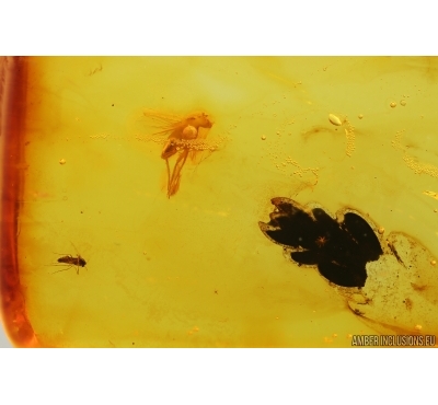 Thuja and More. Fossil inclusions Baltic amber #14497