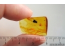 Thuja and More. Fossil inclusions Baltic amber #14497