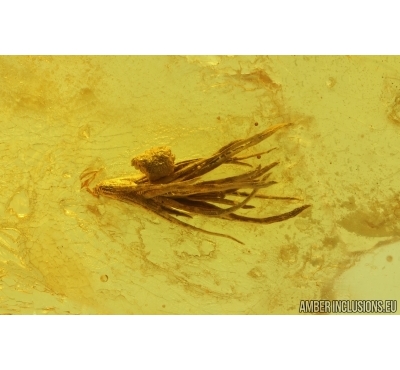 Moss, Coprolites and Fungi. Fossil inclusions Baltic amber #14498
