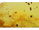 Moss, Coprolites and Fungi. Fossil inclusions Baltic amber #14498