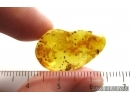 Moss, Coprolites and Fungi. Fossil inclusions Baltic amber #14498