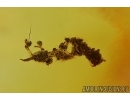 Lichen and More. Fossil inclusions in Baltic amber #14499