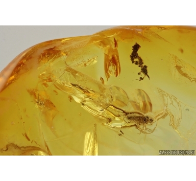 Lichen and More. Fossil inclusions in Baltic amber #14499