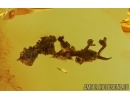Lichen and More. Fossil inclusions in Baltic amber #14499