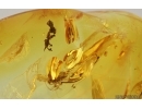 Lichen and More. Fossil inclusions in Baltic amber #14499