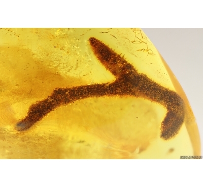 Big 20mm Plant and Ant. Fossil inclusions in Baltic amber #14500