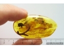 Big 20mm Plant and Ant. Fossil inclusions in Baltic amber #14500