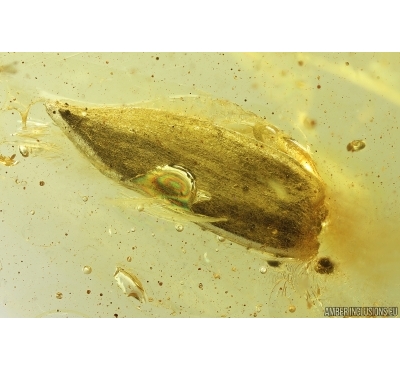 Nice Leaf. Fossil inclusion in Baltic amber stone #14501