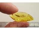 Nice Leaf. Fossil inclusion in Baltic amber stone #14501