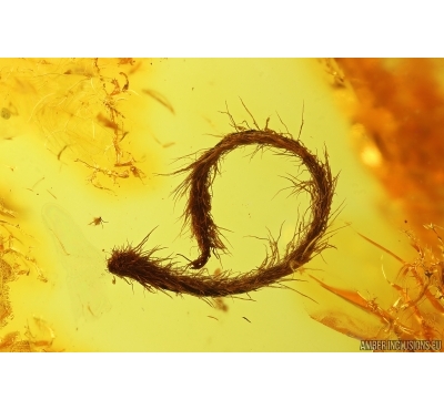 Nice Leaf. Fossil inclusion in Baltic amber stone #14502