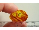 Nice Leaf. Fossil inclusion in Baltic amber stone #14502