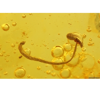 Fragment of Flower. Fossil inclusion in Baltic amber #14503