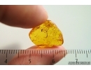 Fragment of Flower. Fossil inclusion in Baltic amber #14503