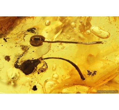 Many Flower Fragments, Leaf and More.  Fossil inclusions in Baltic amber stone #14504
