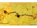 Many Flower Fragments, Leaf and More.  Fossil inclusions in Baltic amber stone #14504