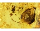 Many Flower Fragments, Leaf and More.  Fossil inclusions in Baltic amber stone #14504