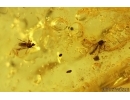 Many Flower Fragments, Leaf and More.  Fossil inclusions in Baltic amber stone #14504