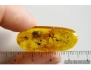 Many Flower Fragments, Leaf and More.  Fossil inclusions in Baltic amber stone #14504