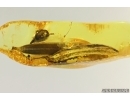 Nice Flower and 2 Big Leaves. Fossil inclusions in Baltic amber stone #14505