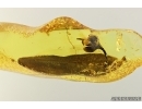Nice Flower and 2 Big Leaves. Fossil inclusions in Baltic amber stone #14505