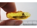 Nice Flower and 2 Big Leaves. Fossil inclusions in Baltic amber stone #14505