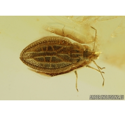 Very Nice Rare Lace Bug Tingidae Intercader cf. saxonicus v. Fossil insect Ukrainian rovno amber #14506R