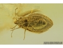 Very Nice Rare Lace Bug Tingidae Intercader cf. saxonicus v. Fossil insect Ukrainian rovno amber #14506R