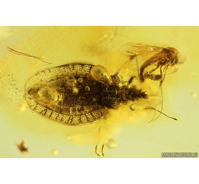Very Nice Rare Lace Bug Tingidae Parasinalda cf. baltica.  Fossil insect Baltic amber #14507B