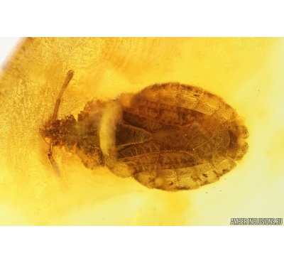 Rare Flat Bug Aradidae Aradus. Fossil Inclusion in Baltic amber stone #14508