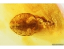 Rare Flat Bug Aradidae Aradus. Fossil Inclusion in Baltic amber stone #14508