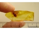 Rare Flat Bug Aradidae Aradus. Fossil Inclusion in Baltic amber stone #14508